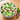 B2B Mint Chocolate Chip