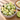 B2B Key Lime Pie